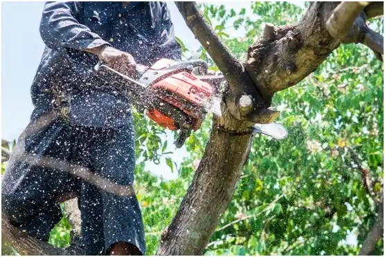 tree services East Middlebury